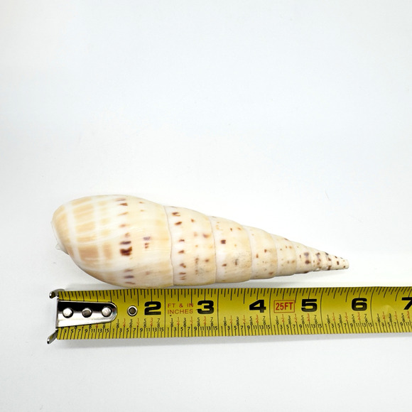 Terebra Auger Shell Marlin Spike Maculata Subulata Lot of 3 Beach Decor Aquarium - Picture 3 of 5